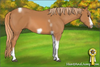 Horse Color:Chestnut Tobiano Frame