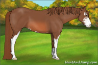 Horse Color:Liver Chestnut Sabino
