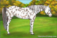 Horse Color:Brown Roan Dun Splash Appaloosa