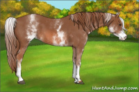 Horse Color:White Spotted Liver Chestnut 