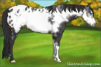 Horse Color:Brown Ice Frame Near Leopard