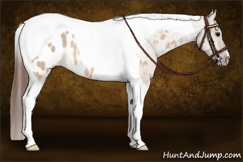 Horse Color: Brown Dun Tobiano Near Leopard 