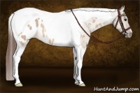 Horse Color:Bay Dun Tobiano Appaloosa