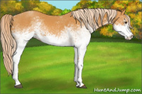 Horse Color:White Spotted Chocolate Palomino