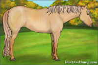 Horse Color:Palomino Dun