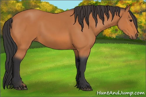 Horse Color: Unknown 