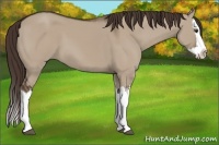 Horse Color:Liver Red Dun Splash 