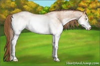 Horse Color:White Spotted Bay Pearl 