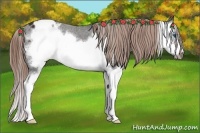 Horse Color:Liver Chestnut Splash Frame Appaloosa 