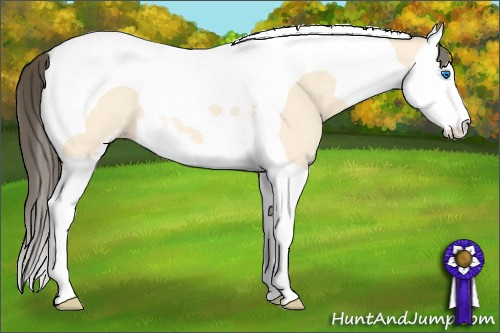Horse Color: Amber Cream Champagne Dun Sabino Splash Tobiano Rabicano 