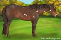 Horse Color:White Spotted Liver Chestnut