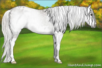 Horse Color:Gray White Spotted Silver Smoky Black Splash 