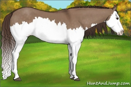 Horse Color: Liver Red Dun Splash 