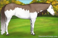 Horse Color:Liver Red Dun Splash