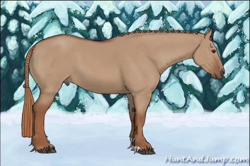 Horse Color: Red Dun 