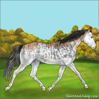 Horse Color:Black Splash  and Bay Dun Splash  and Watercolor Bay 