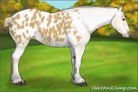 Horse Color:Buckskin Appaloosa