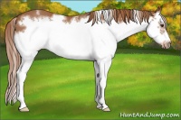 Horse Color:White Spotted Chestnut Splash Frame 