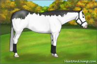 Horse Color:Black Sabino Splash