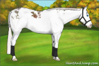 Horse Color:Silver Black Sabino Splash