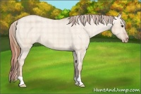 Horse Color:Plaid Red Dun Varnish