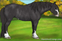 Horse Color:Smoky Black Sabino Rabicano 