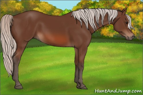 Horse Color: Silver Bay 