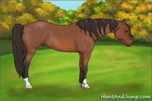 Horse Color: Bay Roan 