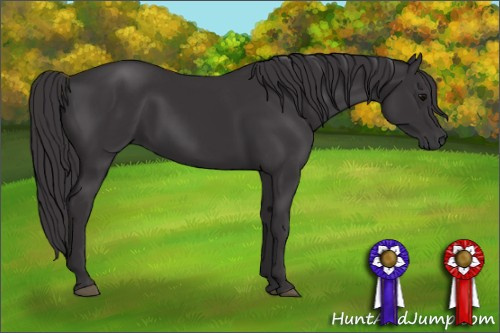 Horse Color: Smoky Black 