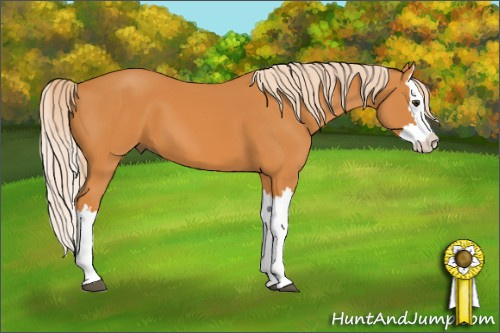 Horse Color: Palomino Splash 