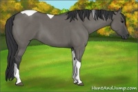 Horse Color:Grullo Roan Tobiano