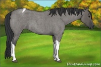 Horse Color:Grullo Roan Tobiano 