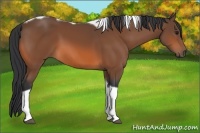 Horse Color:Bay Tobiano 