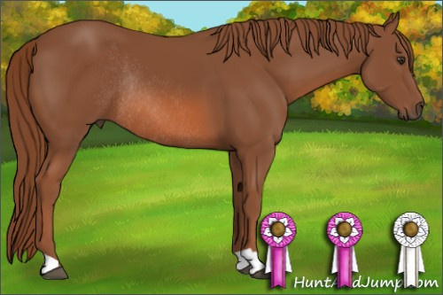 Horse Color: Liver Chestnut Rabicano 