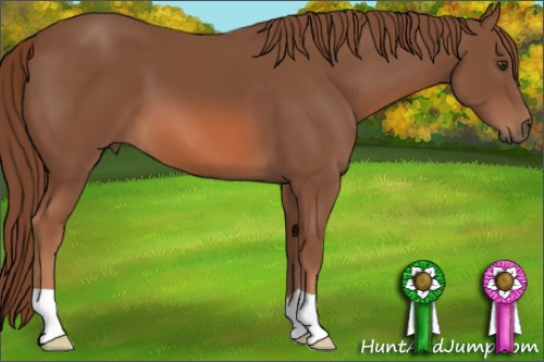 Horse Color: Liver Chestnut 