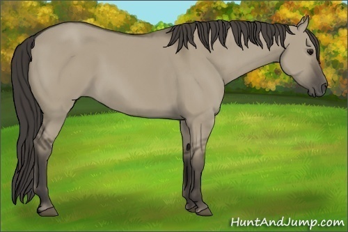 Horse Color:Smoky Grullo 