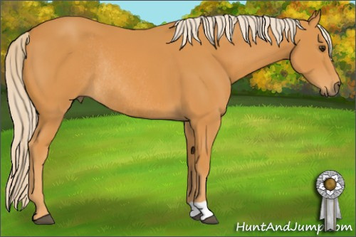 Horse Color: Chocolate Palomino Rabicano 