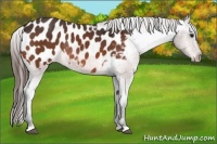 Horse Color:Bay Appaloosa Rabicano