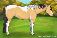Horse Color:Buckskin Sabino Tobiano