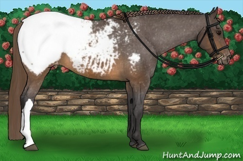 Horse Color: Buckskin Snowcap 