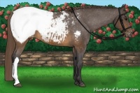 Horse Color:Buckskin Snowcap 