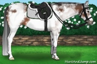 Horse Color:White Spotted Bay Splash Frame 
