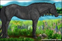 Horse Color:Black  Brindle