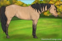Horse Color:Bay Dun  Brindle