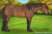 Horse Color:Bay  Brindle