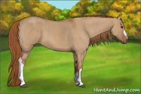 Horse Color:Red Dun  Brindle