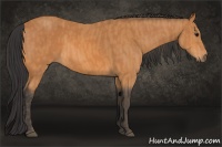 Horse Color:Bay  Brindle