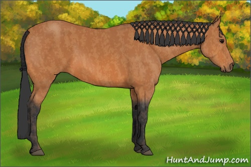 Horse Color:Bay  Brindle