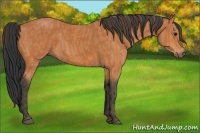Horse Color:Bay  Brindle