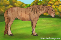 Horse Color:Unknown 
